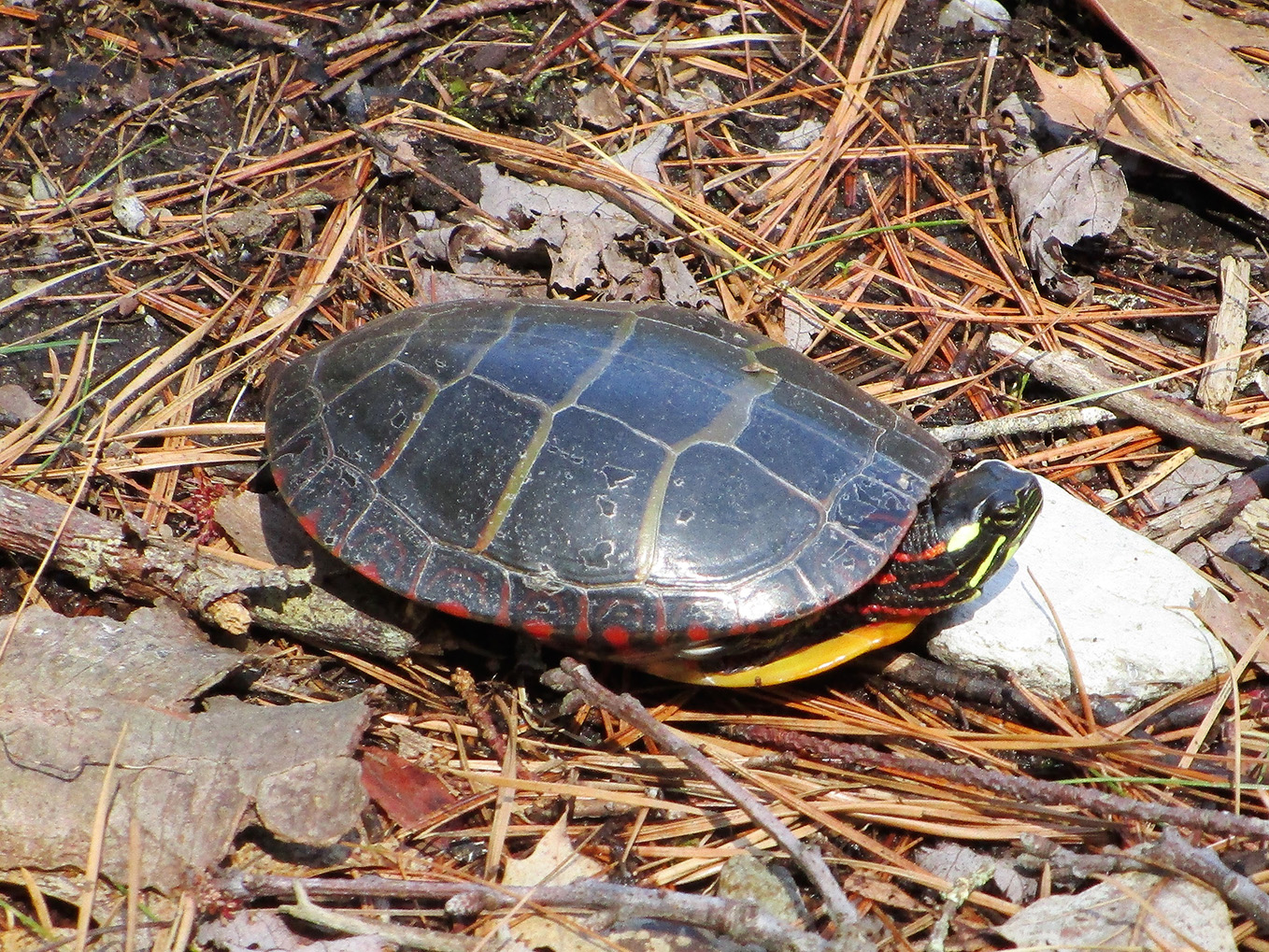 Muddy Pond Wilderness Preserve Northeast Wilderness Trust