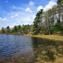 Muddy Pond Wilderness Preserve