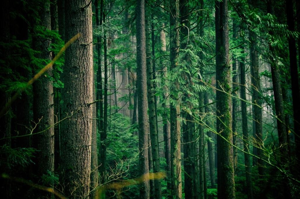 Circling Wildness