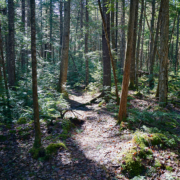 path at howland research forest