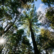 forest canopy at Howland Research Forest