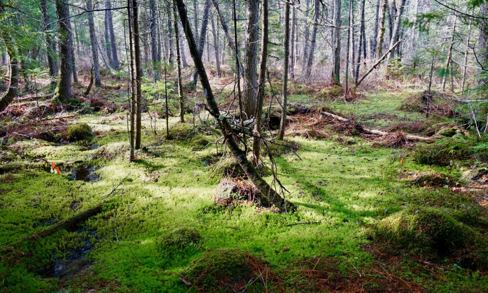 Howland Research Forest Woodlands