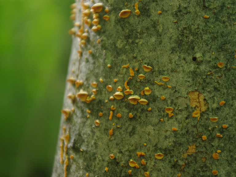 Split Rock Wildway Northeast Wilderness Trust