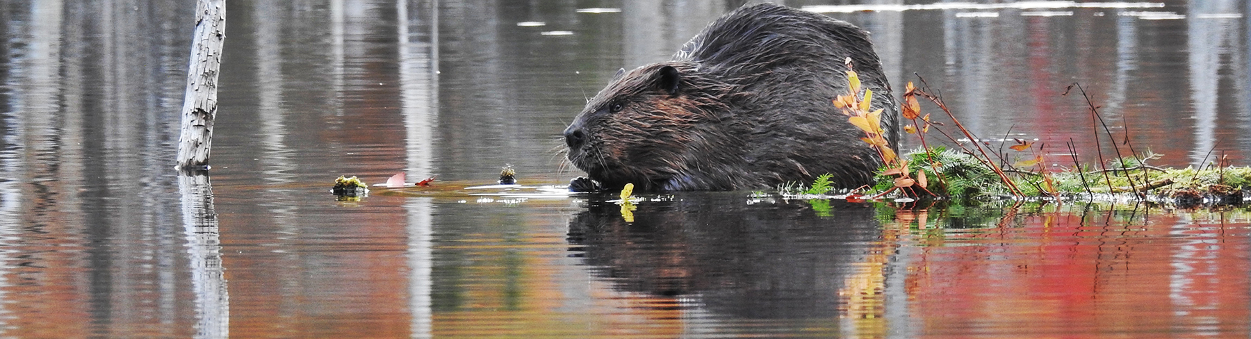 Beaver autumn