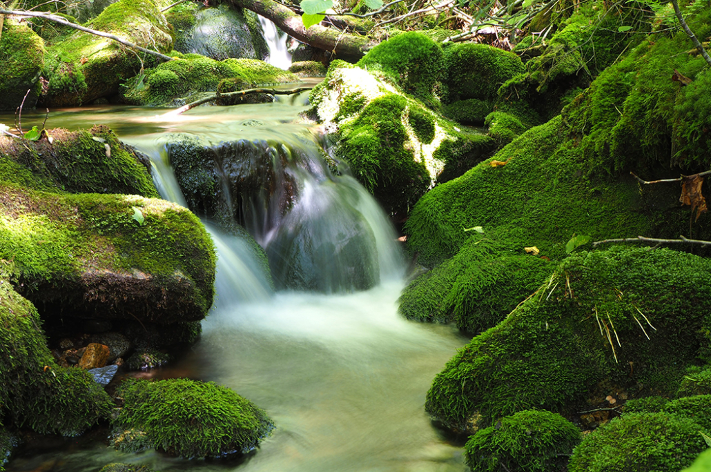 90+ Organizations Sign Letter to US Fish & Wildlife