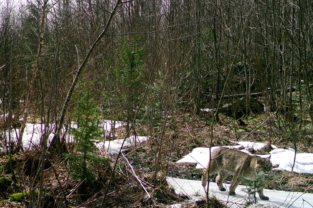 bobcat in the woods