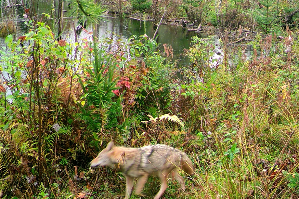 coyote in the woods