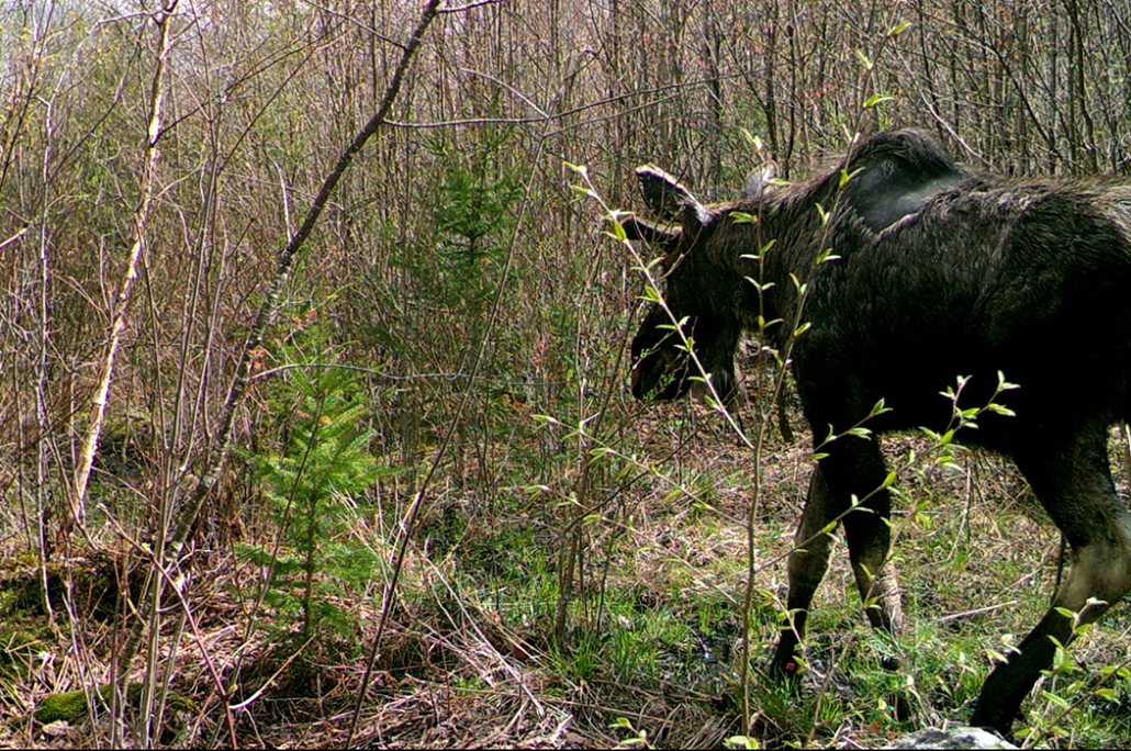 The Wildlife of Duren Mountain