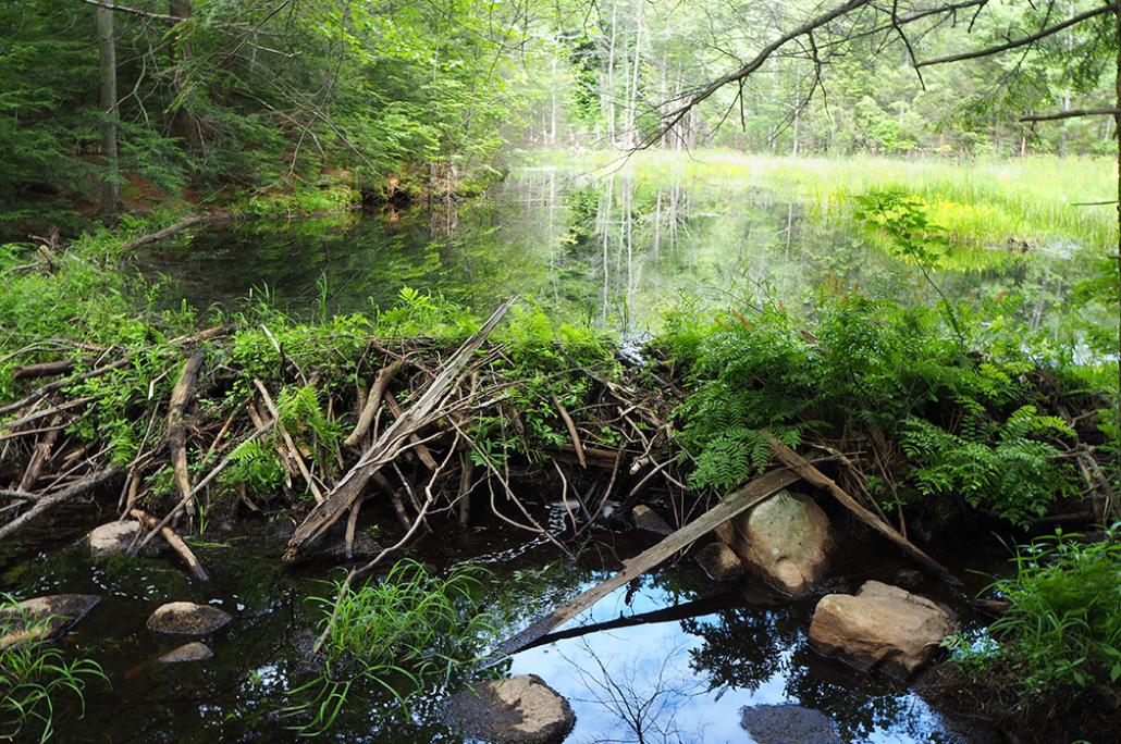 Beaver Dam in summer
