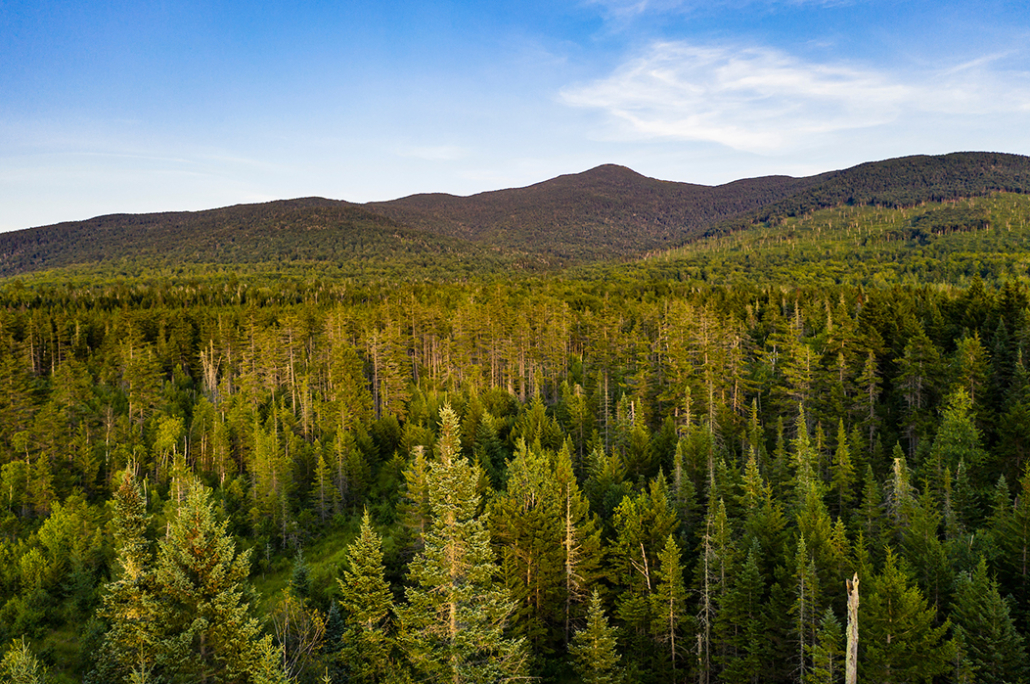 Campaign Launch: Grafton Forest Wilderness Preserve