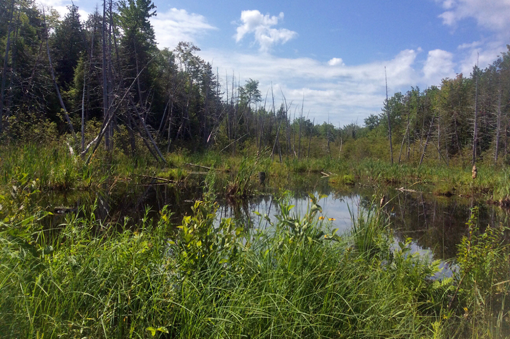 267 Acres Added to Maine Preserve