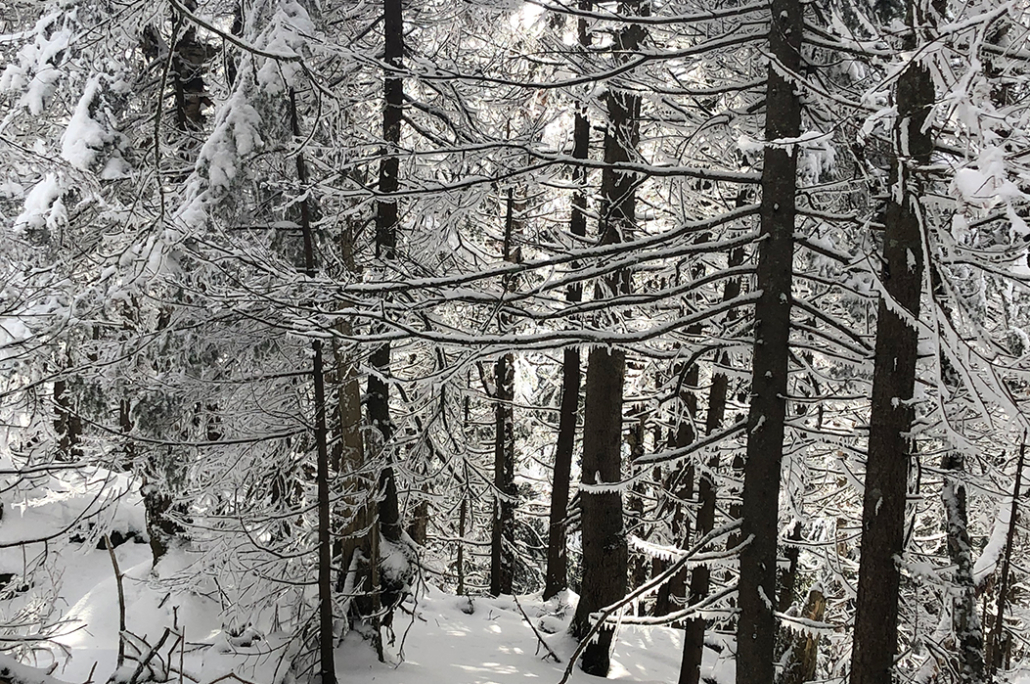 Safety in the Snow