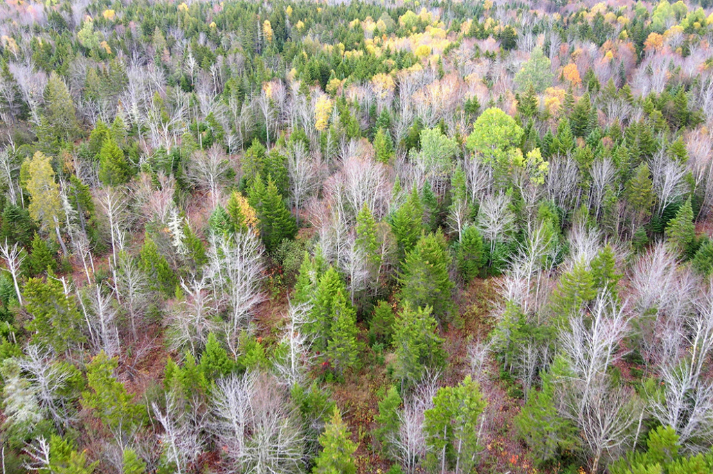 Maine's Newest Wilderness Area Protects 3,415 Acres