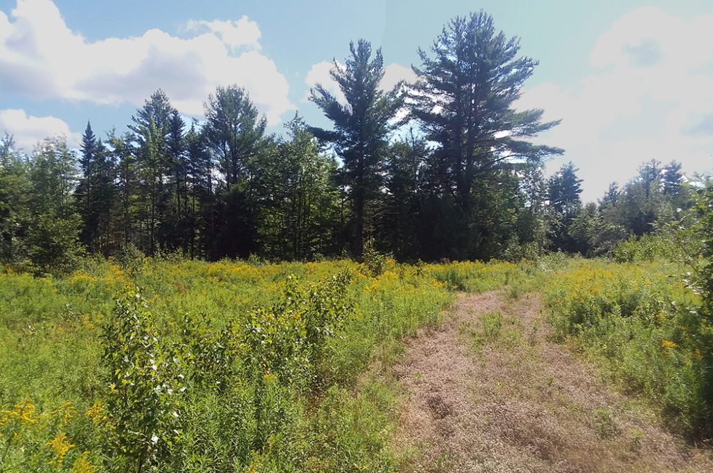 Help Save 200 Acres in Maine!