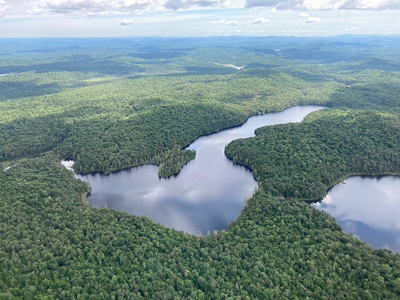 Bear Pond Forest