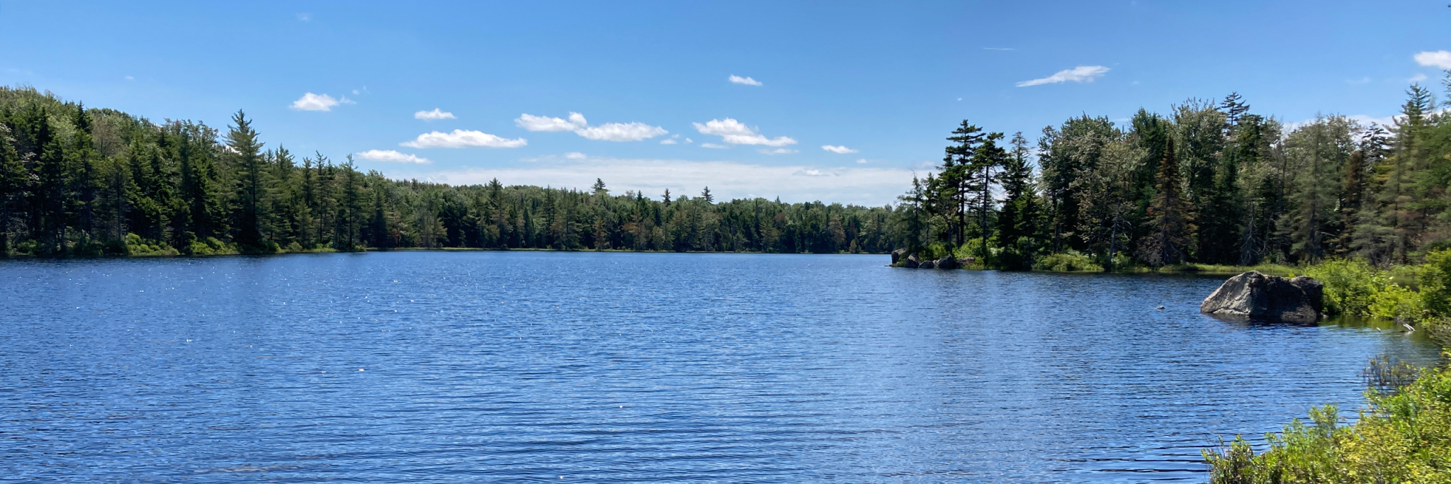 Header-BearPondForest1