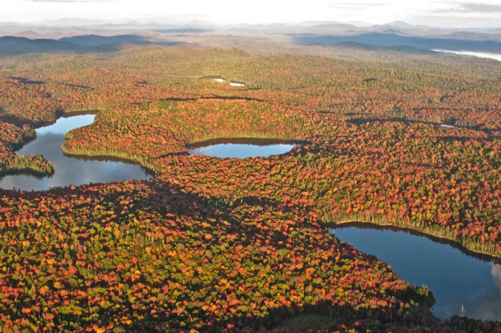 Bear Pond Forest Is Saved!