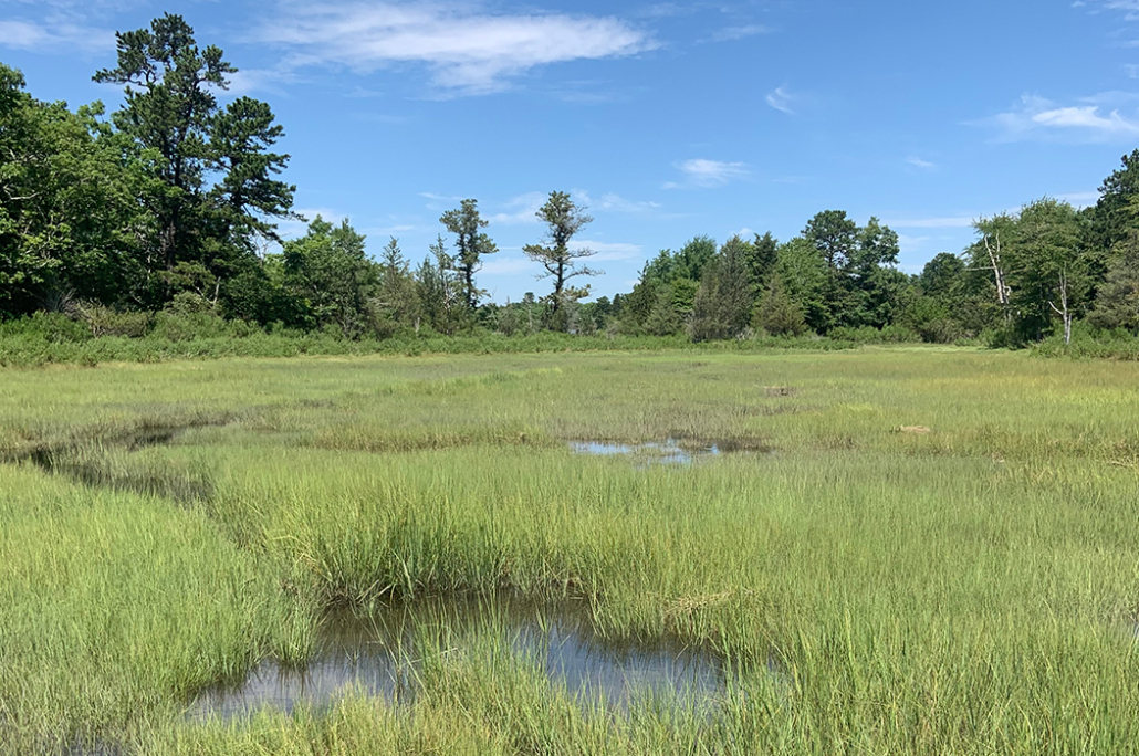 Marion Marsh Wilderness Sanctuary