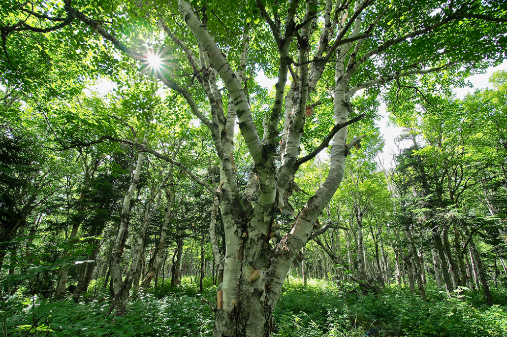 NEWT Pledges 25,000 Acres Conserved by 2025