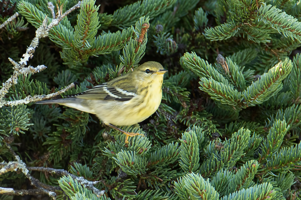Grafton Forest a Haven for Birds