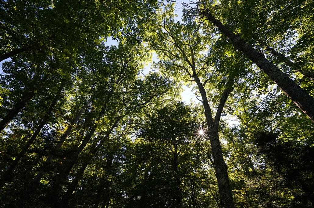 Wild Works 1.1: Wild Carbon Supplement