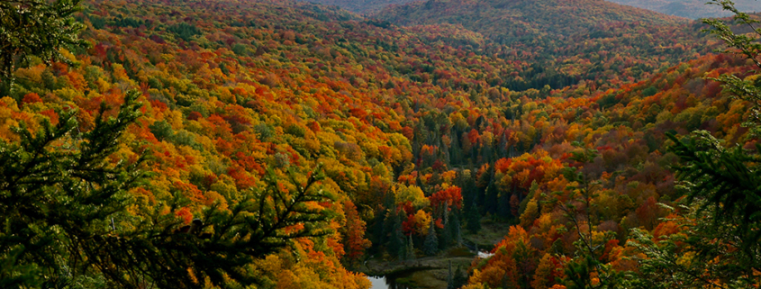 Landscape of Woodbury Wildernesss preserve in autumn.
