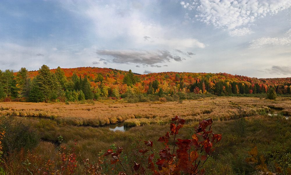 Woodbury Mountain Wilderness Preserve