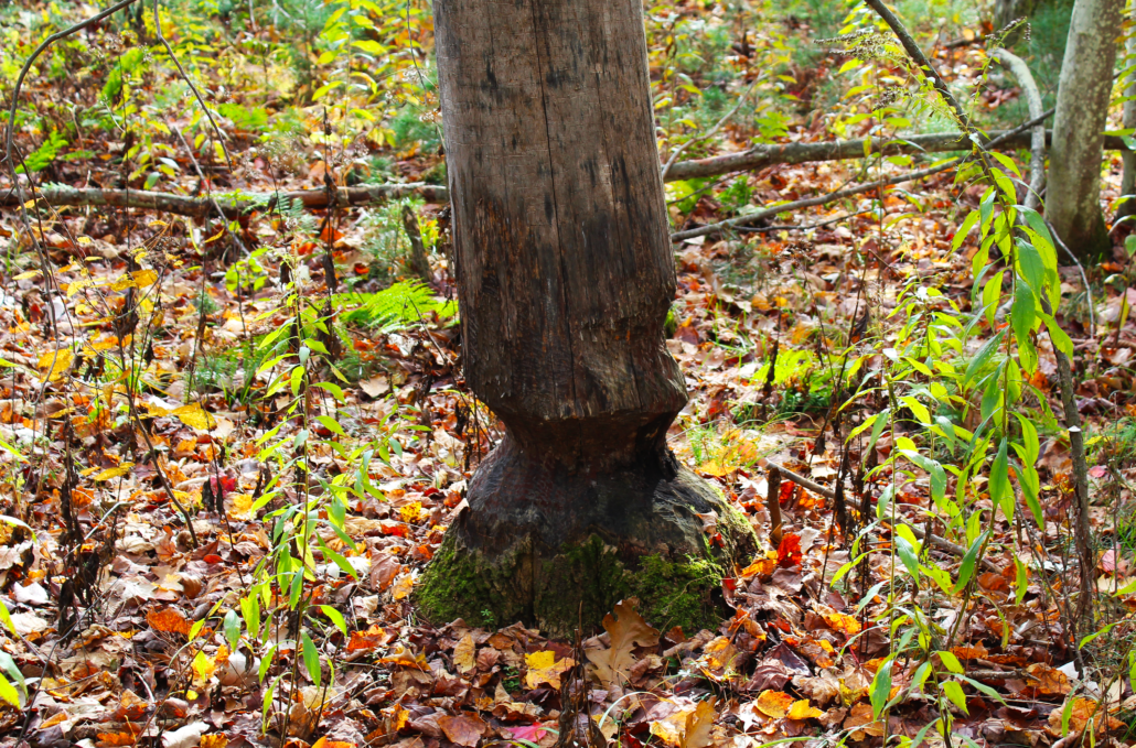 Adventure in Split Rock Wildway Northeast Wilderness Trust