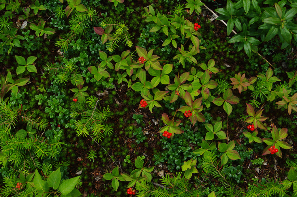 Wild Works 2: Biodiversity