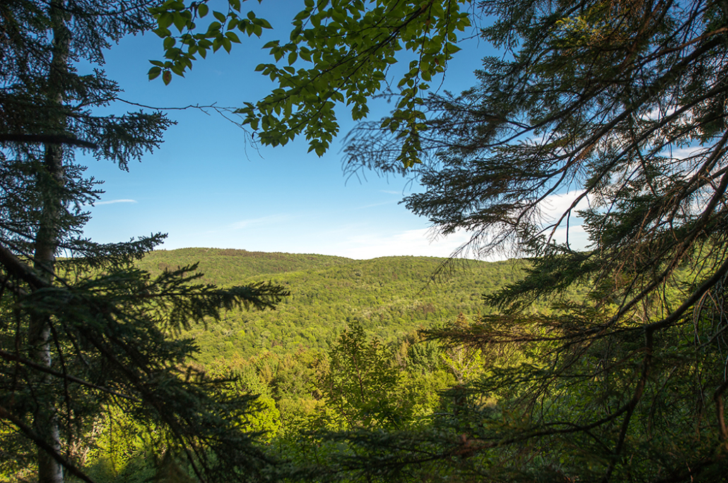 Carbon Finance Partnership Creates Largest Non-Governmental Wilderness Area in Vermont