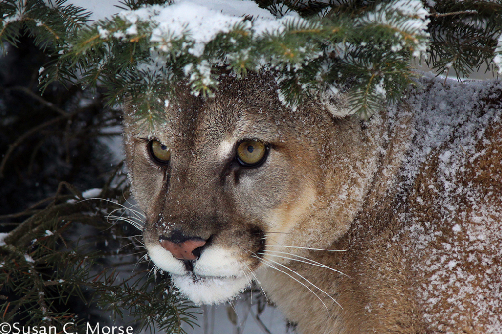 Happy World Rewilding Day!