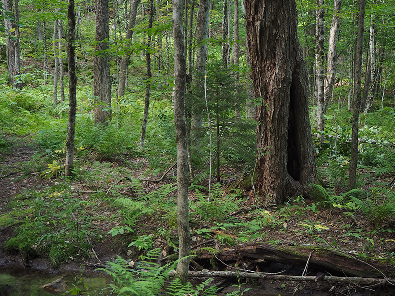 Wildwood Wilderness Preserve
