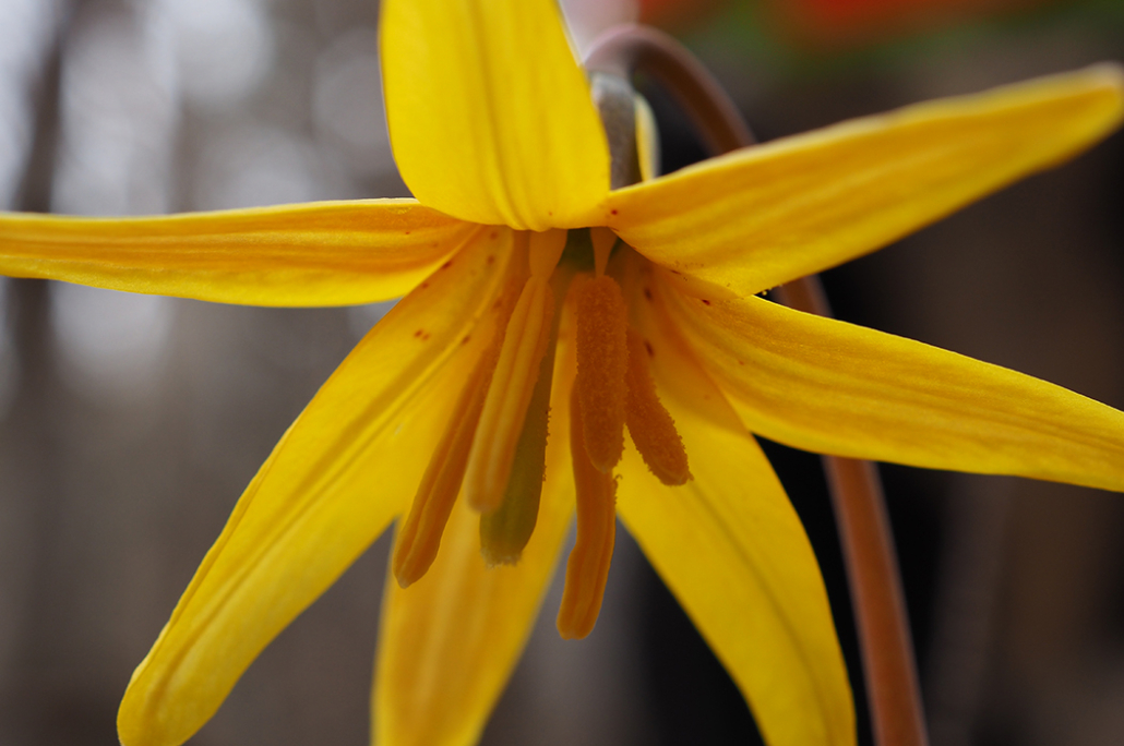 Old-Growth...Flowers?!