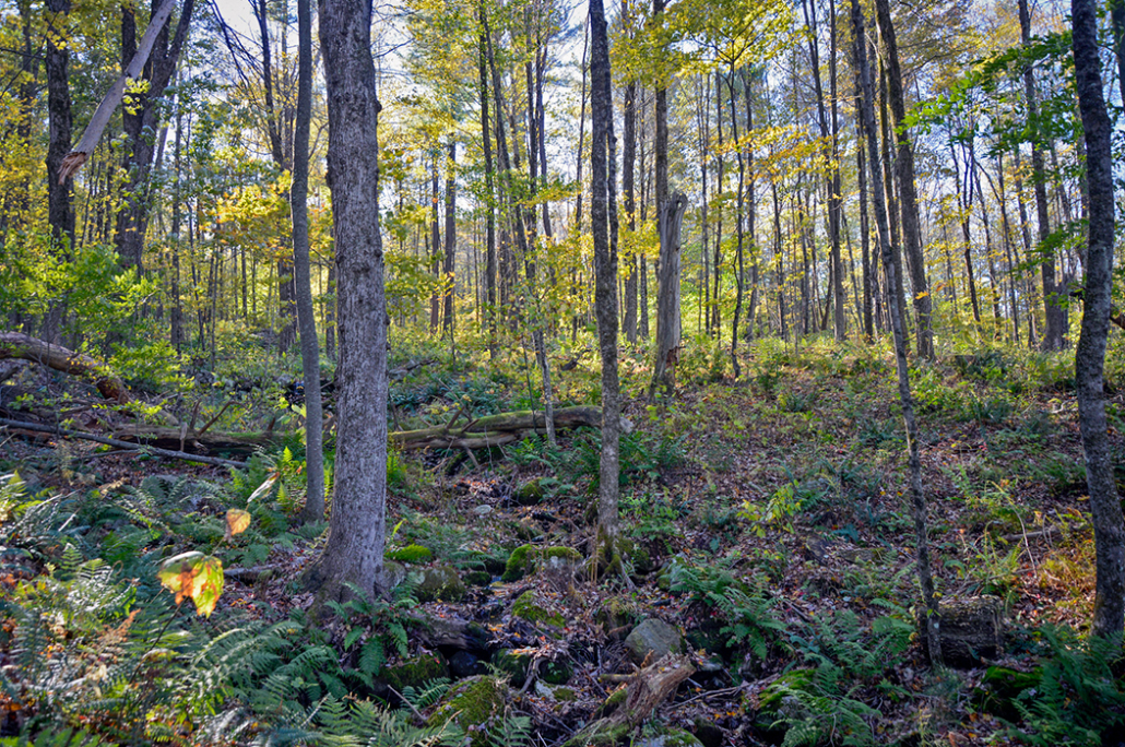 Three Connecticut Preserves Enroll in Wildlands Partnership