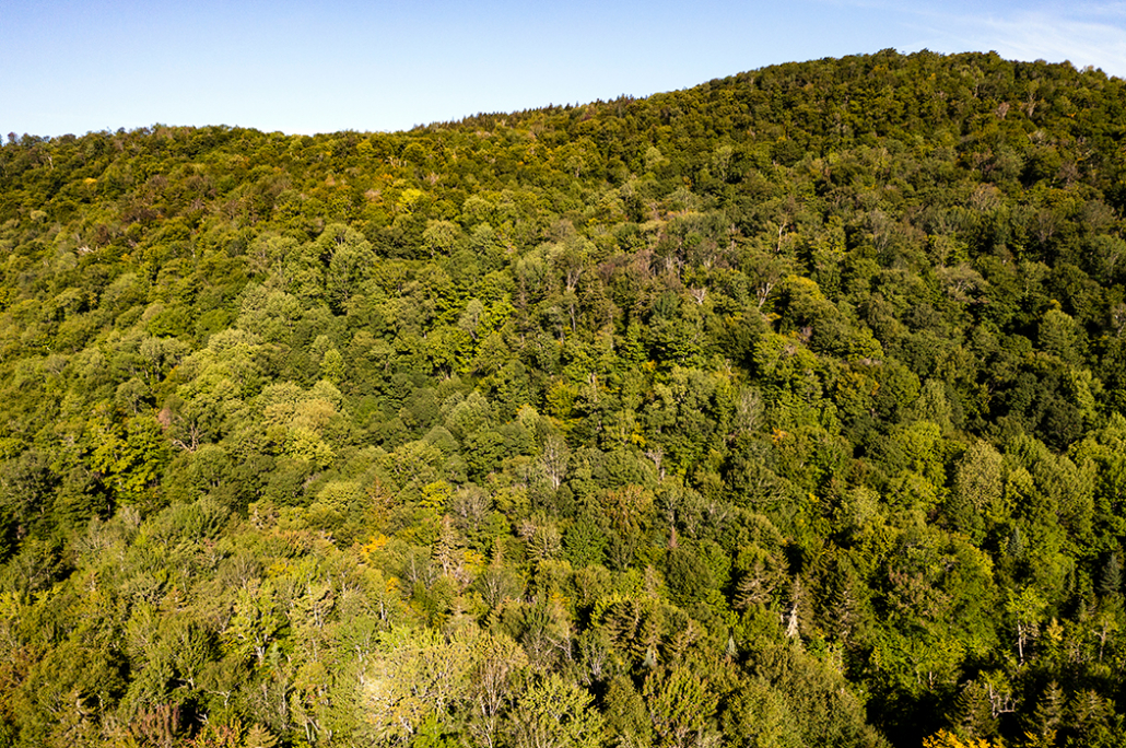 Photo of aerial view of forested hills in sunlight.