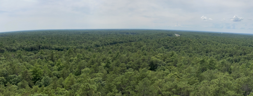 A photo of green treetops on a huge stretch of land that fades into the horizon.