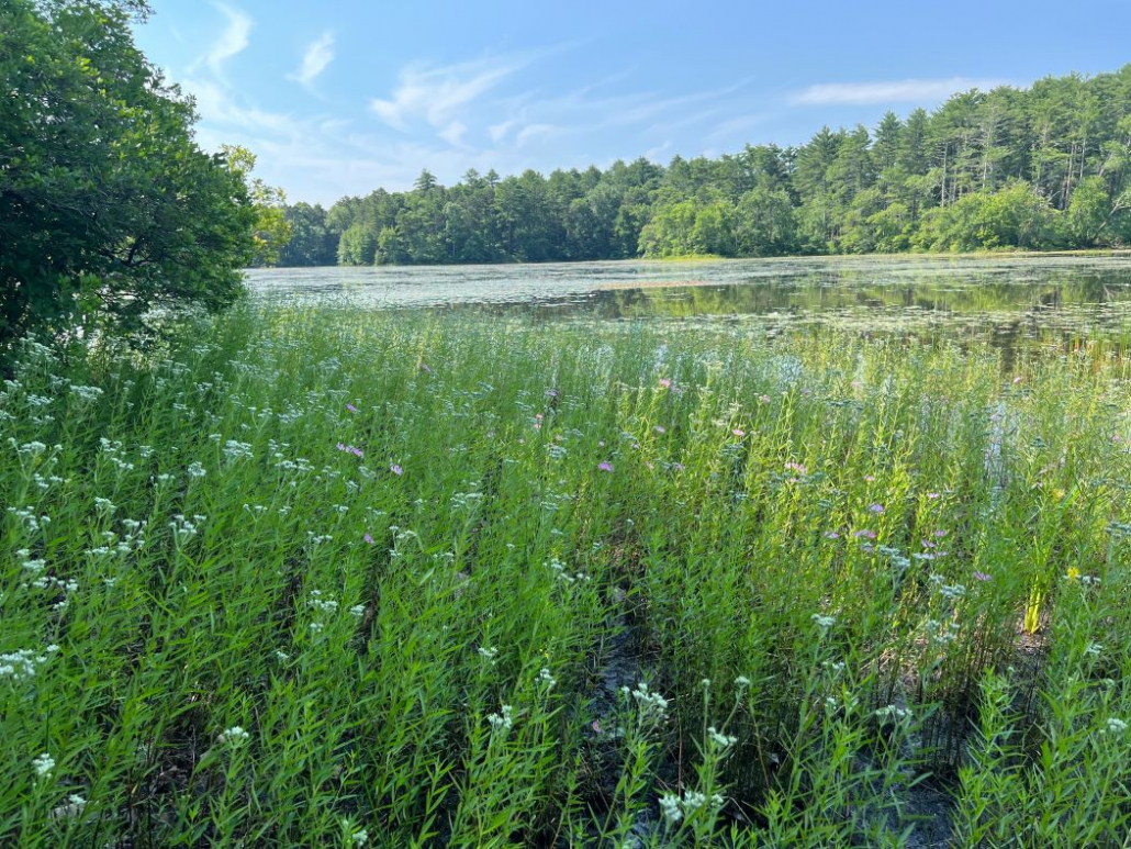 MuddyPond2-Joe