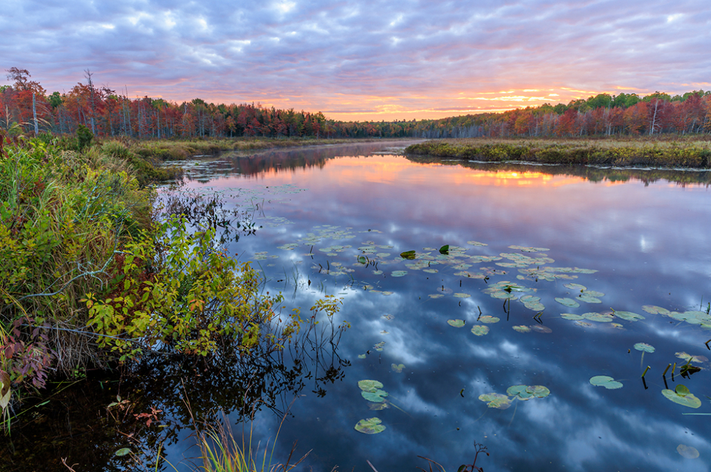 Tour Alder Stream Wilderness Preserve from the Comfort of Your Home