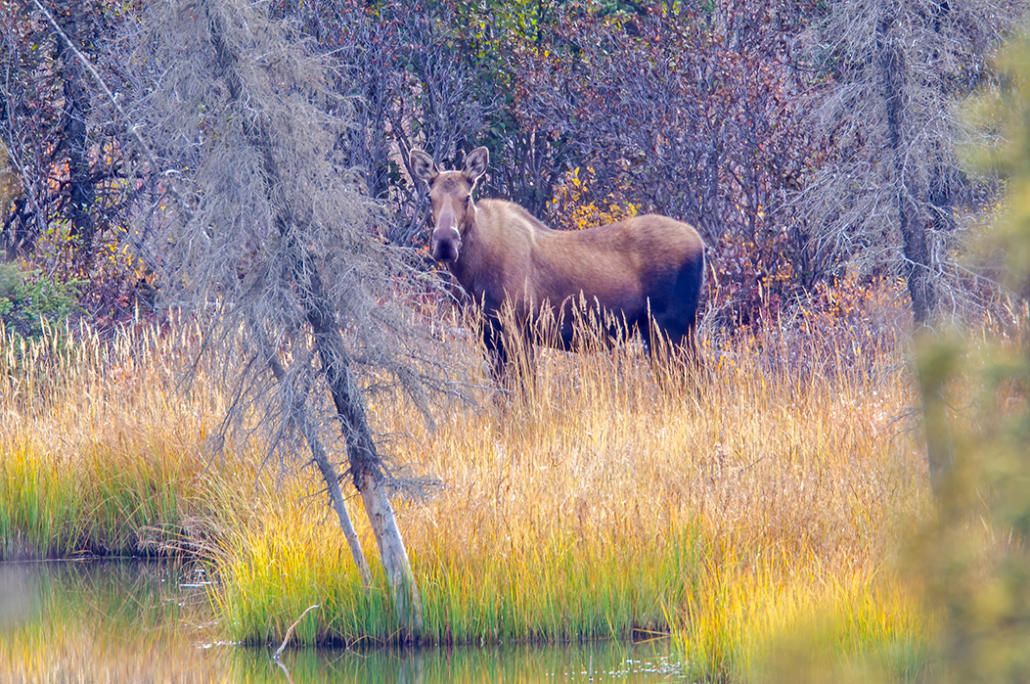 moose in wetland