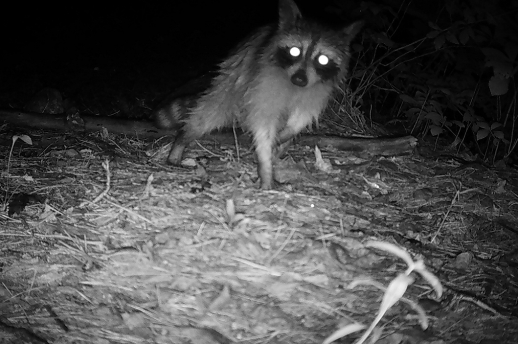Understanding the Wildlife of Muddy Pond