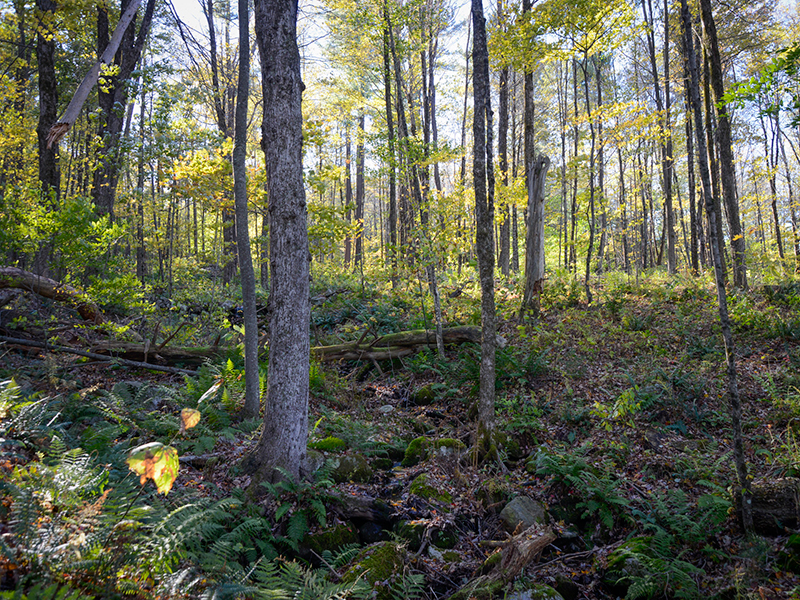 Cornwall Easements