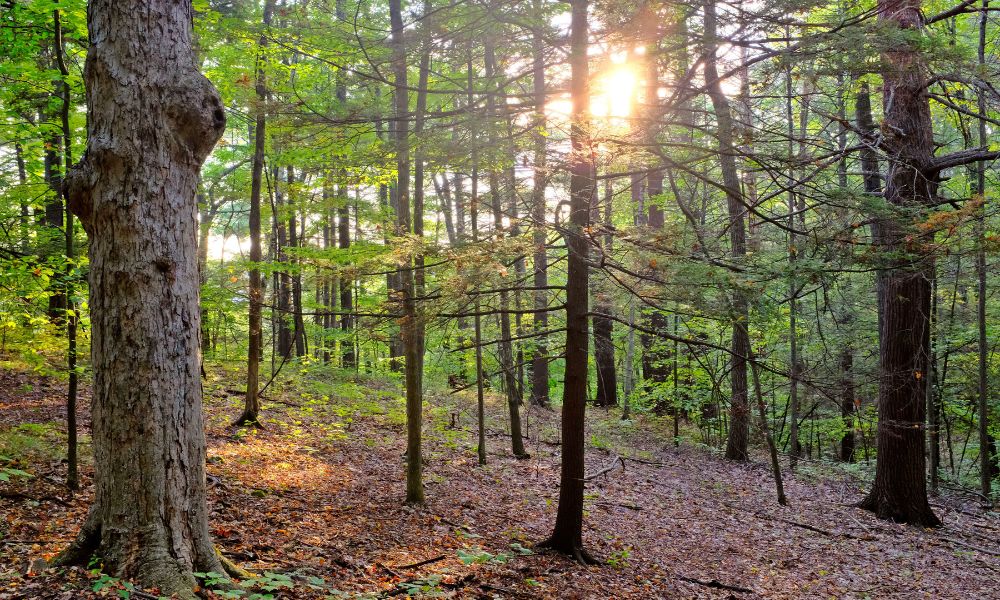 Orr-Andrawes forest