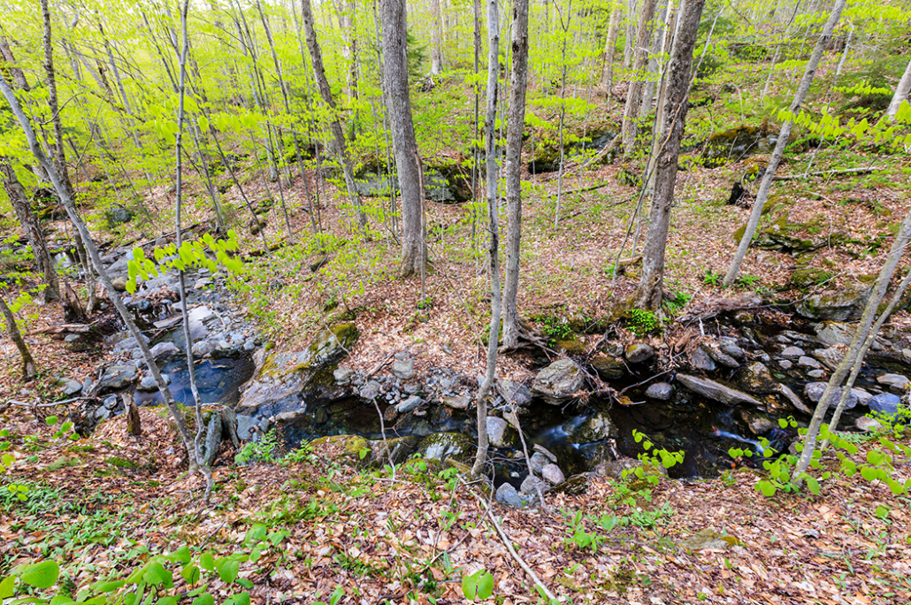 Bear's Nest Wilderness Preserve Northeast Wilderness Trust