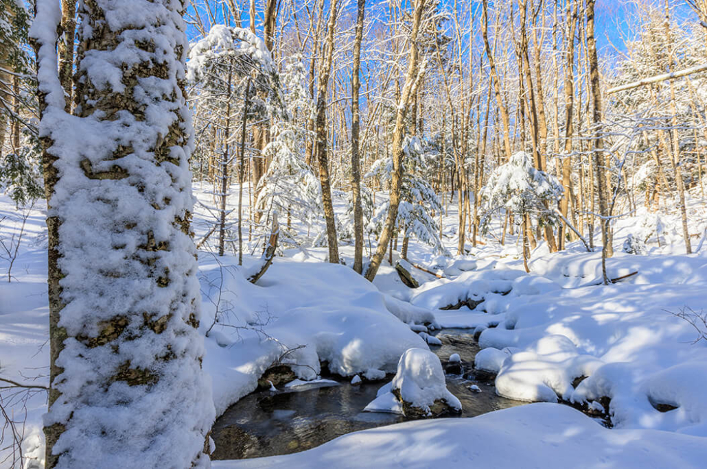 bears nest preserve in the winter