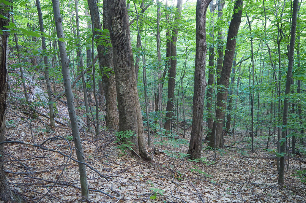 Mahoosuc Land Trust Creates Its First Forever-Wild Preserve