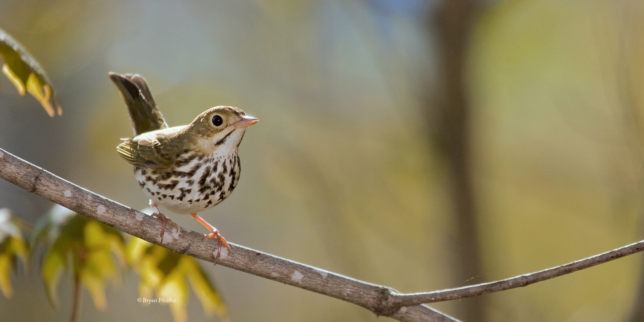 Ovenbird-Hardwoods-BryanPfeiffer-credt