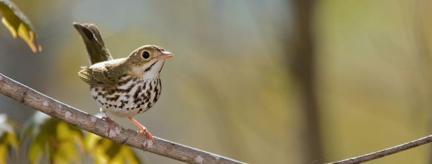 An ovenbird (lightbrown songbird with white-and-brown freckled breast) perches on a branch in the springtime.