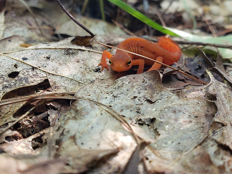 Rosalind & Fred Slavic Wilderness Preserve