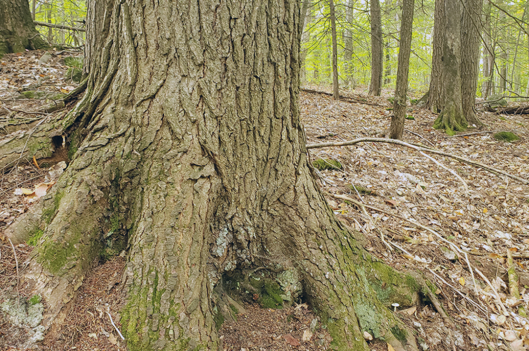 Letting Trees Grow Old Panel Discussion, Hanover, New Hampshire