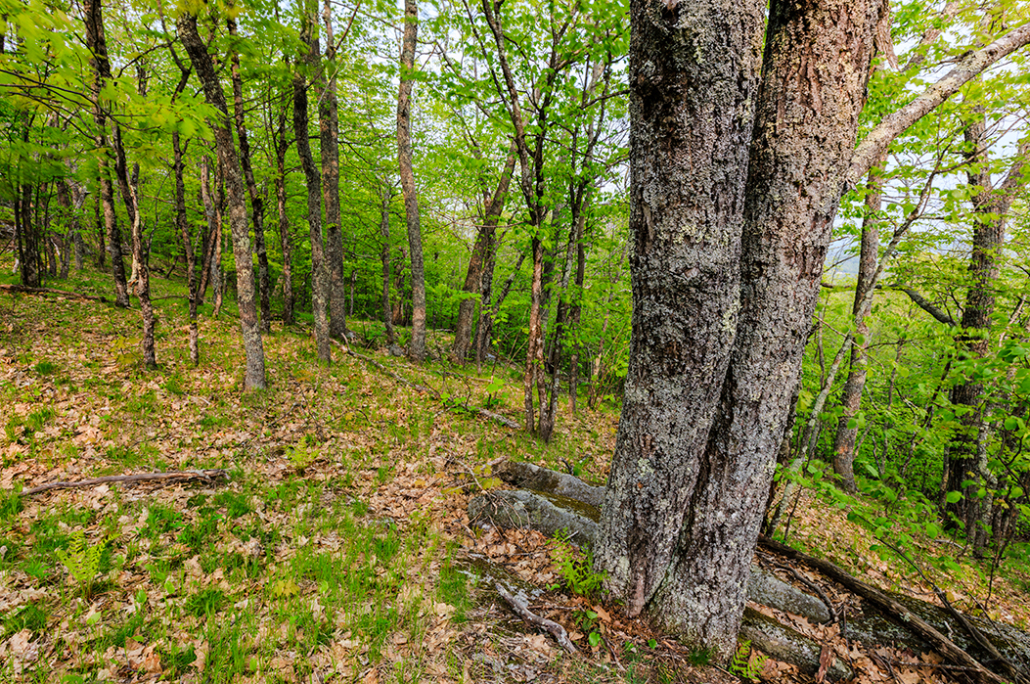 Save This Land: Great Oaks Wilderness Sanctuary